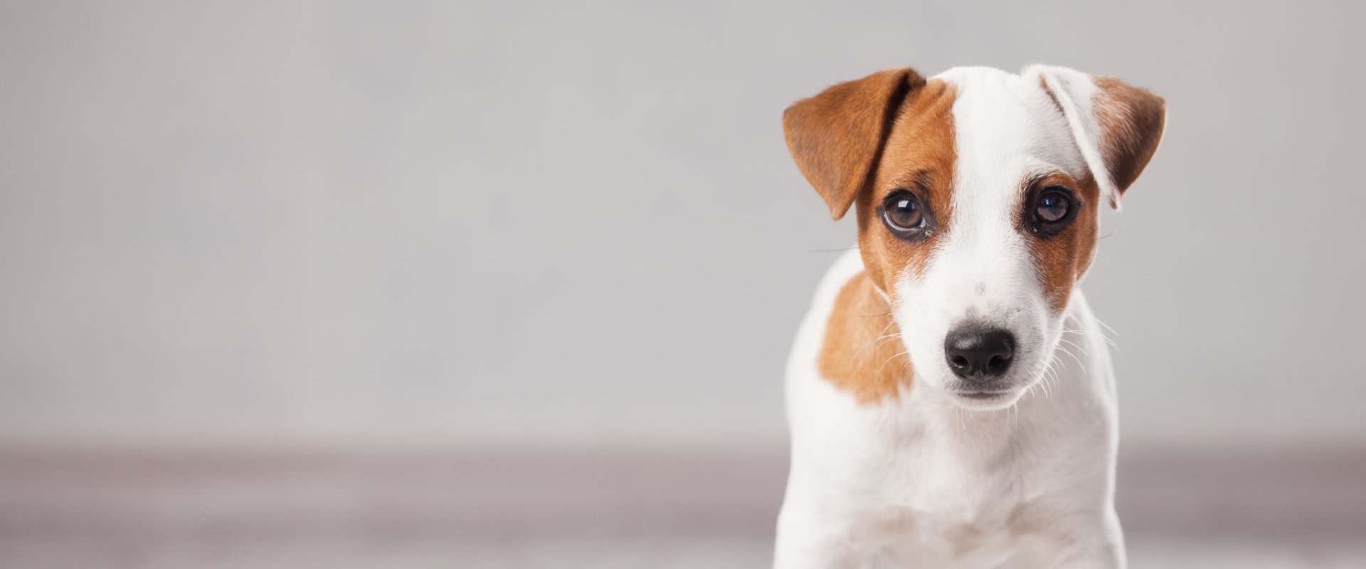 Moet de voerbak van een hond worden verhoogd?