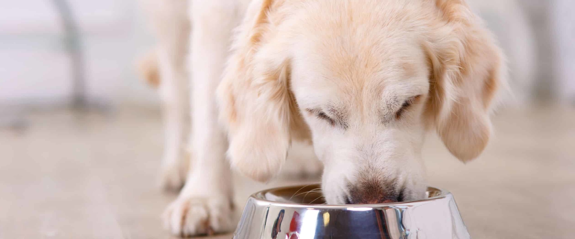Waarom zijn keramische kommen beter voor honden?