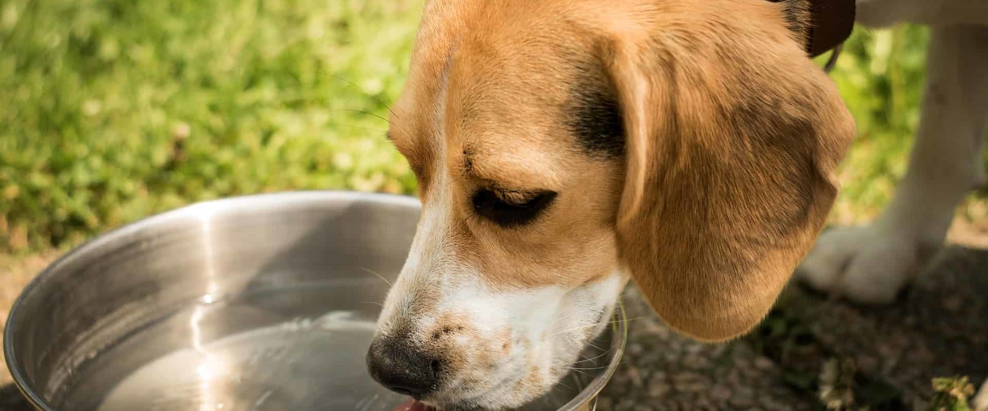 Zijn roestvrijstalen kommen ok voor honden?