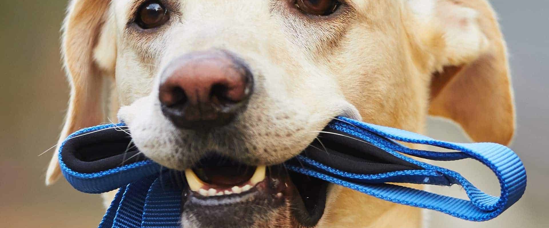 Wat is het veiligste hondenbakmateriaal?