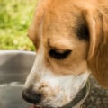 Zijn roestvrijstalen kommen ok voor honden?