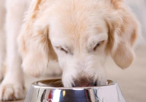Zijn honden allergisch voor roestvrijstalen kommen?