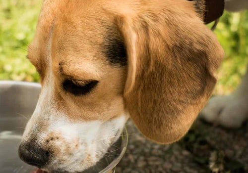 Zijn glazen of roestvrijstalen kommen beter voor honden?